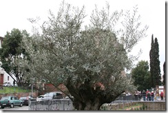 A real live olive tree